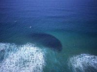 sardine_shoal_aerial_11.jpg