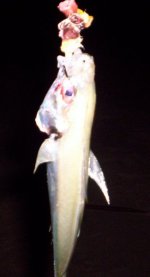 fish.jpg
