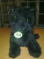 My yeld cat.jpeg