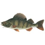 PC130percafluviatilis.jpg