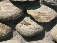 dikkop (Small).JPG