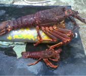 huge crayfish.png