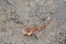 DSC_6398a.JPG