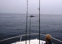 Mission Whale Watch.jpg