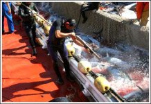 tuna slaughter.jpg