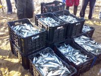 sardine run2 (Medium).jpg