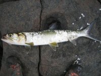 IMG_3358.jpg