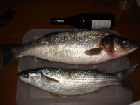 3.5kg sea bass and 1.5kg mullet.jpg