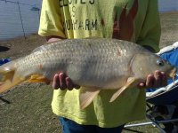 Koppies Karp6.JPG