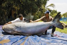 monster-6ft-fish.jpg