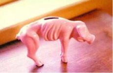 Save Pig.jpg
