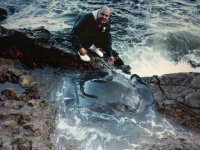 black ray 113kg.jpg
