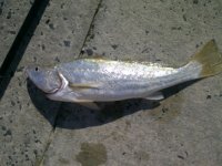 IMG-20110731-00092.jpg