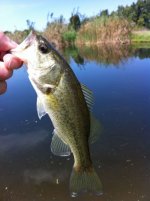 BM bass 2.jpg