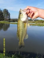 Bass1 Footloose.jpg