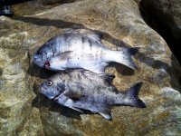 IMG-20110822-00534.jpg