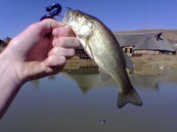 bass 1.jpg