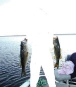 2fish.jpg
