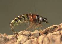 czech_nymph.jpg