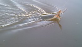 DSC00319a.JPG