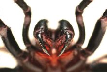 spider.jpg