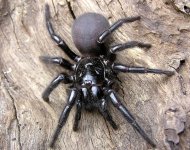 spider 2.jpg