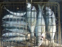 FRESH SALT &PEPPER SARDS,SHAD..JPG