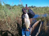 May June 2011 Tiger Okavango.jpg