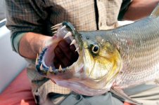 monster-fish-congo-goliath-tiger-fish.jpg