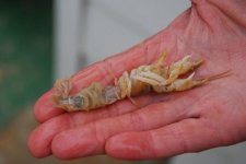 DSC_8188.jpg