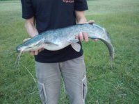 catfish.jpg