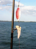 mepps setup gif.GIF