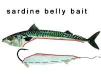 sard belly.jpg