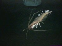 Millishrimp.jpg