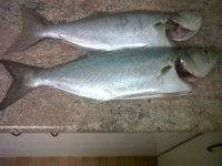 Cape Town-20120303-00058.jpg