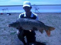 Tago Carp.jpg