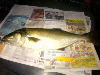 Brackenfell-20120325-00277.jpg