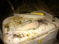 Gordon's%20Bay-20120210-00048.jpg