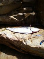 Yellowtail Blue Squid Jig 11 Feb 2011 1.JPG