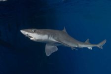 Gulf_Smoothhound_Shark_011.jpg