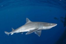 Gulf_Smoothhound_Shark_010.jpg