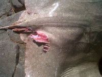 IMG00628-20111227-0844.jpg