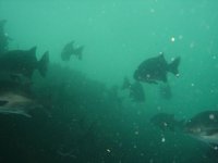 Galjoen_over_the_shallow_reef_at_Kruis_DSC07579.JPG