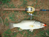 attie bass 013.jpg
