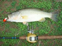 attie bass 015.jpg