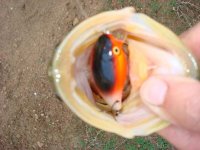 attie bass 018.jpg