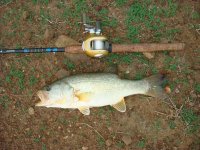 attie bass 019.jpg