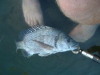 Gonubie 11.04.10.JPG