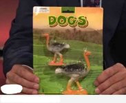 dogs.jpg