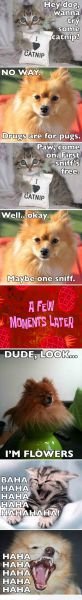 sniff.jpg